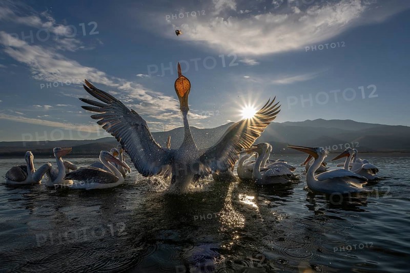 Dalmatian Pelican (Pelecanus crispus), Dalmatian Pelican, fighting for fish, Lake Kerkini, Greece