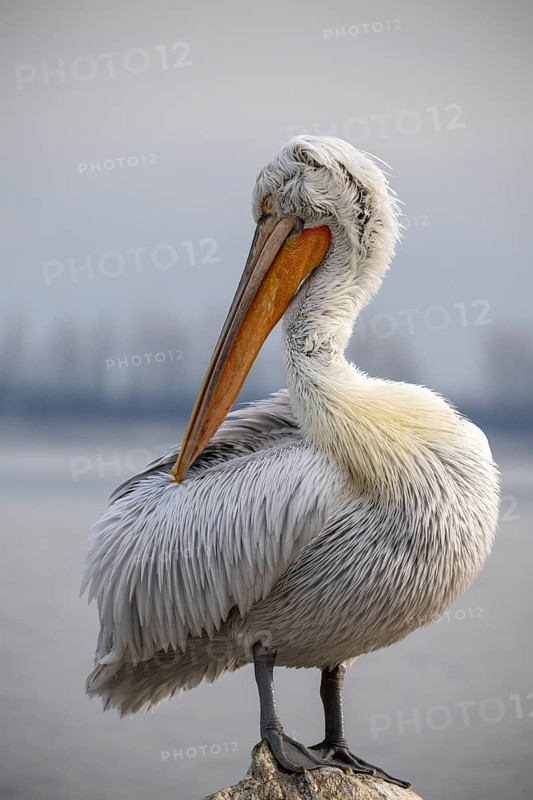 Dalmatian Pelican (Pelecanus crispus), Dalmatian Pelican, standing in plumage, Lake Kerkini, Greece