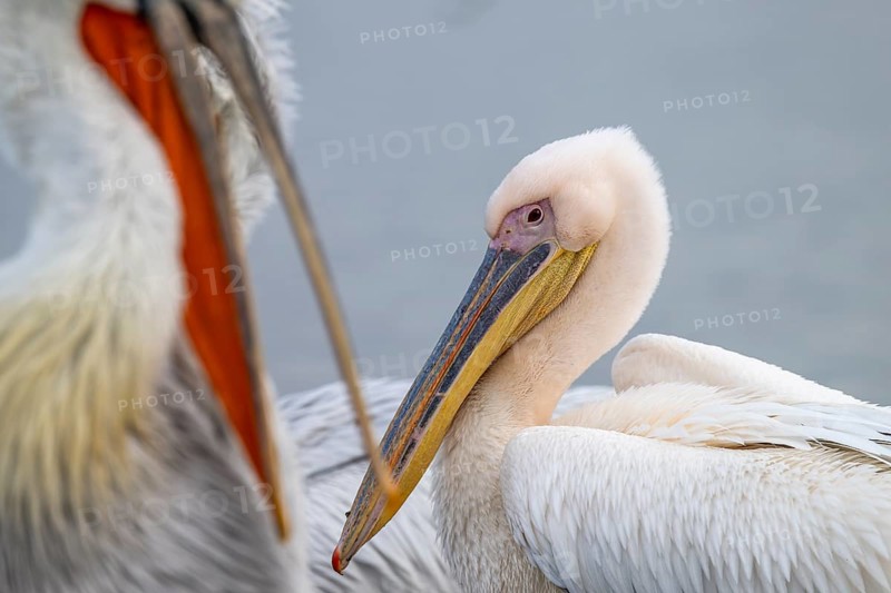 Dalmatian Pelican (Pelecanus crispus), Dalmatian Pelican and Pink Pelican (Pelecanus onocrotalus), resting, close up, in their plumage, Lake Kerkini, Greece