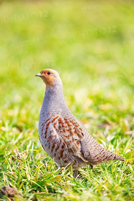 Grey partridge (Perdix perdix) Germany