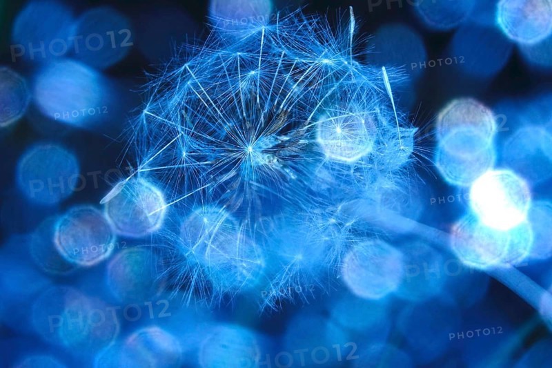 Dandelion, macro photography, summer, Germany