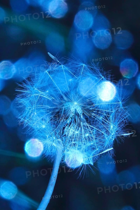 Dandelion, macro photography, summer, Germany
