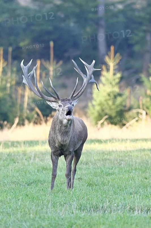 Red deer (Cervus elaphus) during the rutting season, a large stag roaring in a forest clearing, wildlife, autumn, Sauerland, North Rhine-Westphalia, Germany