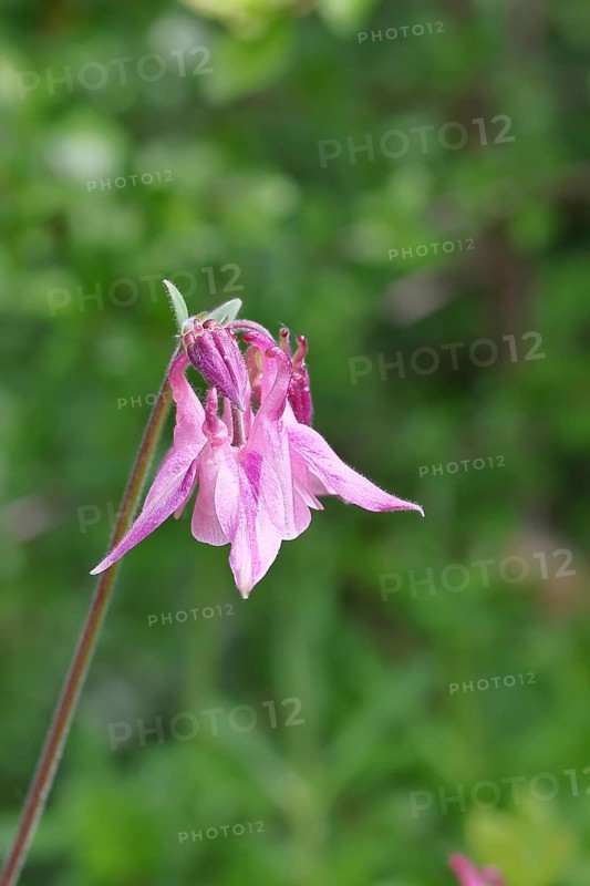 Columbine (Aquilegia vulgaris), pink flower at the edge of a forest, in spring, Wilnsdorf, North Rhine-Westphalia, Germany