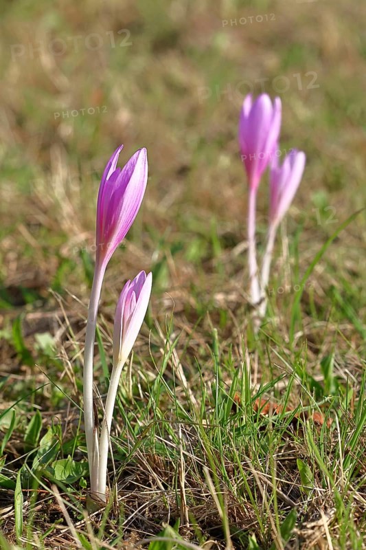 Autumn crocus (Colchicum autumnale), half-opened flowers in a meadow, endangered, protected poisonous plant species, native nature, wet meadow, autumn messenger, season, autumn, bulbous plant, poisonous plant, Wilnsdorf, North Rhine-Westphalia, Germany