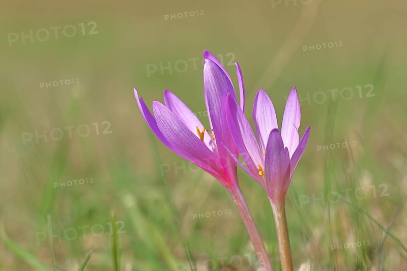 Autumn crocus (Colchicum autumnale), half-opened flowers in a meadow, endangered, protected poisonous plant species, native nature, wet meadow, autumn messenger, season, autumn, bulbous plant, poisonous plant, Wilnsdorf, North Rhine-Westphalia, Germany