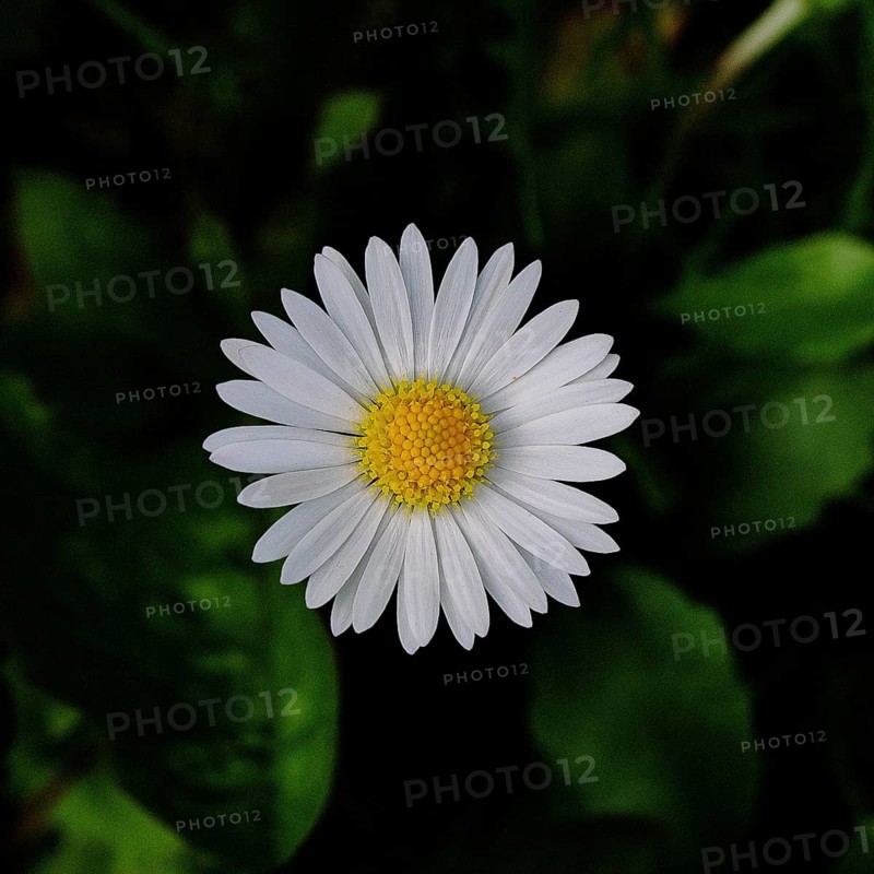 Daisy (Bellis perennis), flower on a lawn in a garden, close-up in front of a black background, Wilnsdorf, North Rhine-Westphalia, Germany