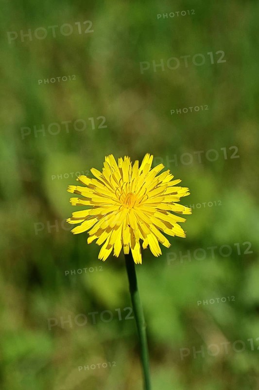 Hieracium lachenalii (Picris hieracioides), hawkweed bitterweed, yellow flower on a rough meadow, close-up, Wilnsdorf, North Rhine-Westphalia, Germany