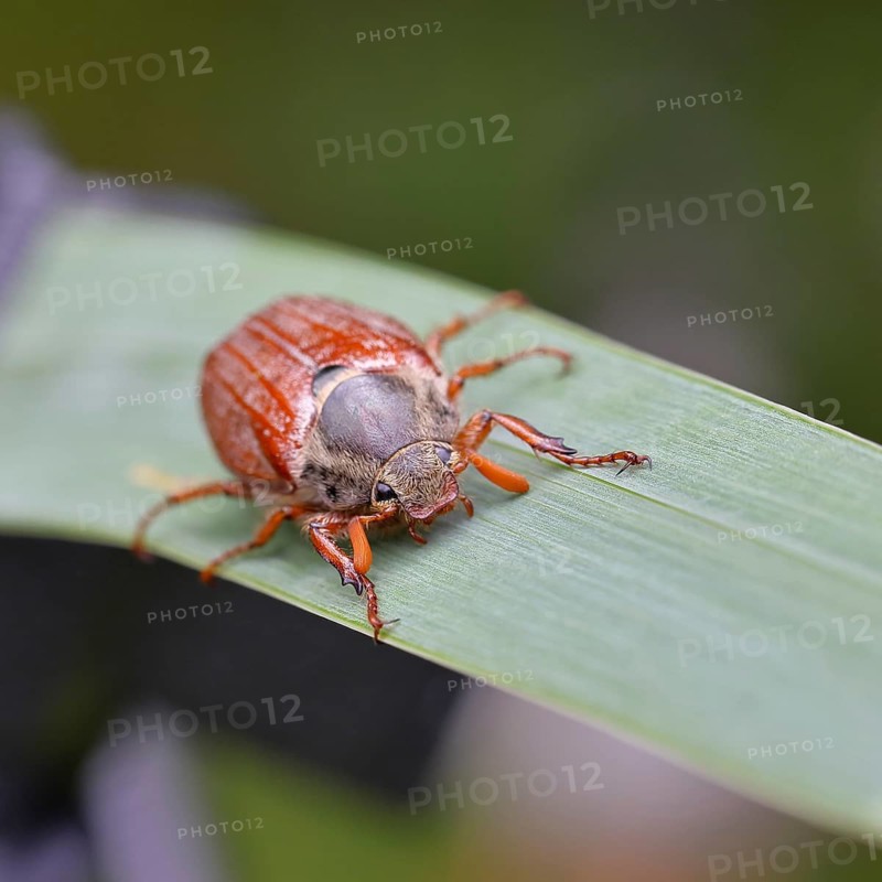 Wood cockchafer (Melolontha hippocastani), male, walking on a leaf of a broad-leaved bulrush (Typha latifolia), Wilnsdorf, North Rhine-Westphalia, Germany