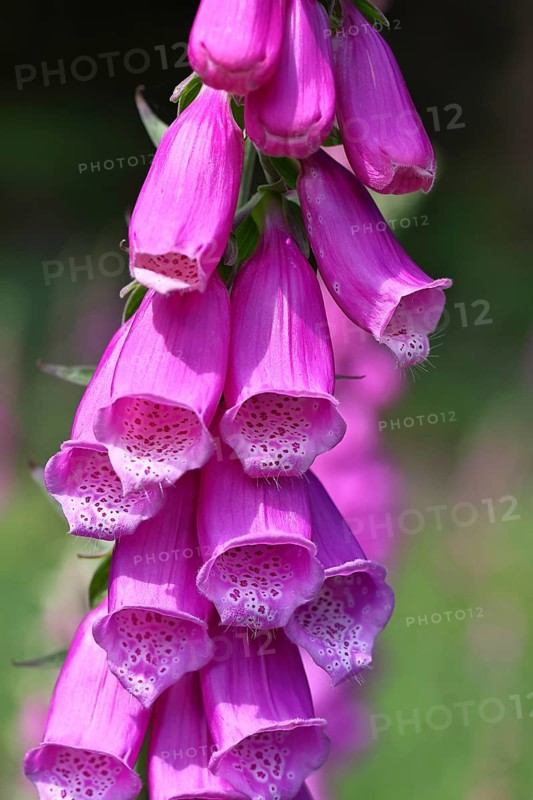 Common foxglove (Digitalis purpurea), flowers, close-up, from the plantain family, highly toxic, deadly poisonous plant, Wilnsdorf, North Rhine-Westphalia, Germany