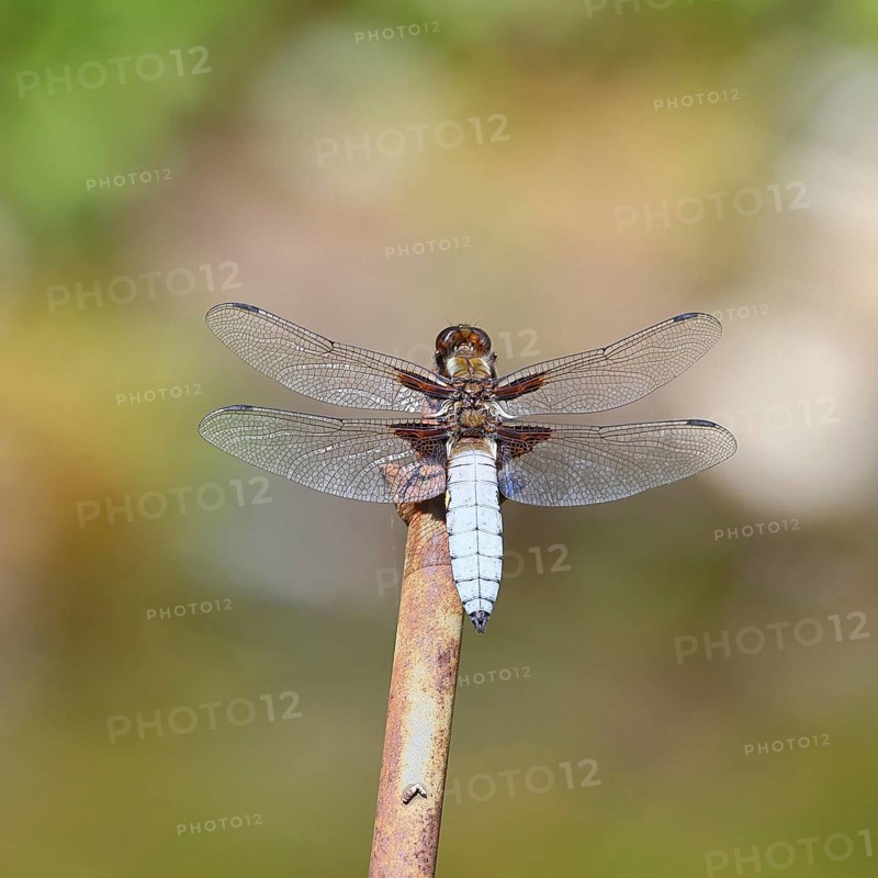 Flat-bellied dragonfly (Libellula depressa), male sitting on a fence top in the garden, close-up, Wilnsdorf, North Rhine-Westphalia, Germany