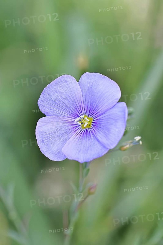 Flax (Linum usitatissimum), blue flower, medicinal plant, Wilnsdorf, North Rhine-Westphalia, Germany