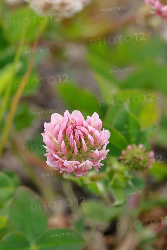 Pink clover (Trifolium repens), flower, Wilnsdorf, North Rhine-Westphalia, Germany