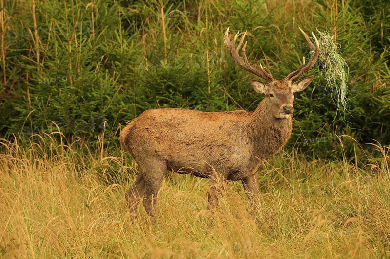 Red deer (Cervus elaphus) rutting stag with wire in left antler bar, secured in tall grass in the evening light, Allgäu, Bavaria, Germany, Allgäu, Bavaria, Germany