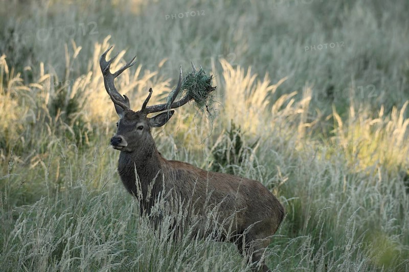 Red deer (Cervus elaphus) rutting stag with wire in left antler rod, secured in high grass, Allgäu, Bavaria, Germany, Allgäu, Bavaria, Germany