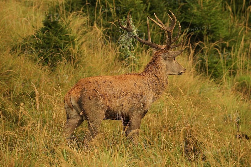 Red deer (Cervus elaphus) rutting stag with wire in left antler bar, in tall grass in the evening light, Allgäu, Bavaria, Germany, Allgäu, Bavaria, Germany