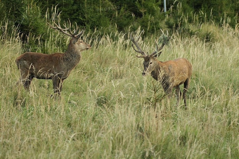 Red deer (Cervus elaphus) rutting deer in tall grass, the right one with wire mesh in left antler rack, Allgäu, Bavaria, Germany, Allgäu, Bavaria, Germany