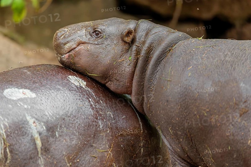 A female pygmy hippopotamus (Choeropsis liberiensis) stands next to its mother. Liberia, West Africa