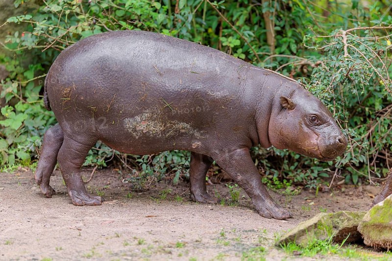 A baby pygmy hippopotamus (Choeropsis liberiensis) stands on a riverbank. Liberia, West-Afrika