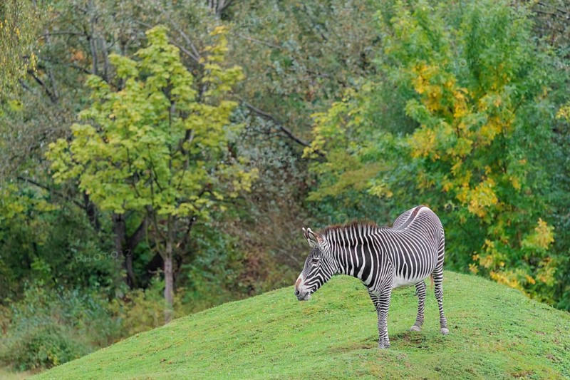 A Grévy's zebra (Equus grevyi) stands in a green meadow in hilly terrain. Botswana
