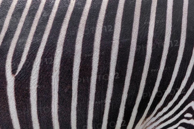 Pattern of a Grévy's zebra (Equus grevyi) fur. Botswana