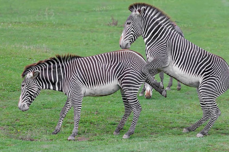 Dominance behaviour between two Grévy's zebras (Equus grevyi). Botswana
