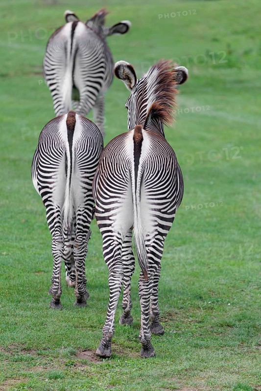 Grévy's zebra (Equus grevyi) seen from behind. Botswana