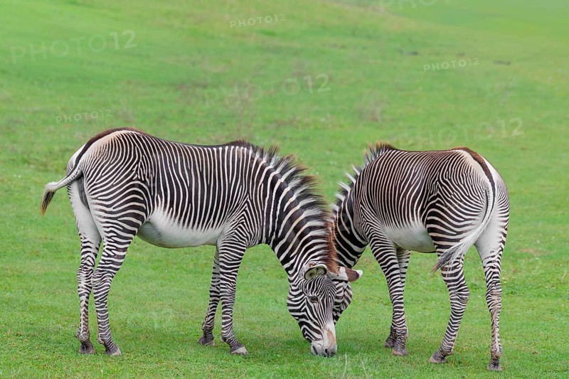 Two Grévy's zebras (Equus grevyi) graze in a green meadow. Botswana