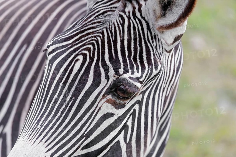 Portrait of a Grévy's zebra (Equus grevyi). Botswana