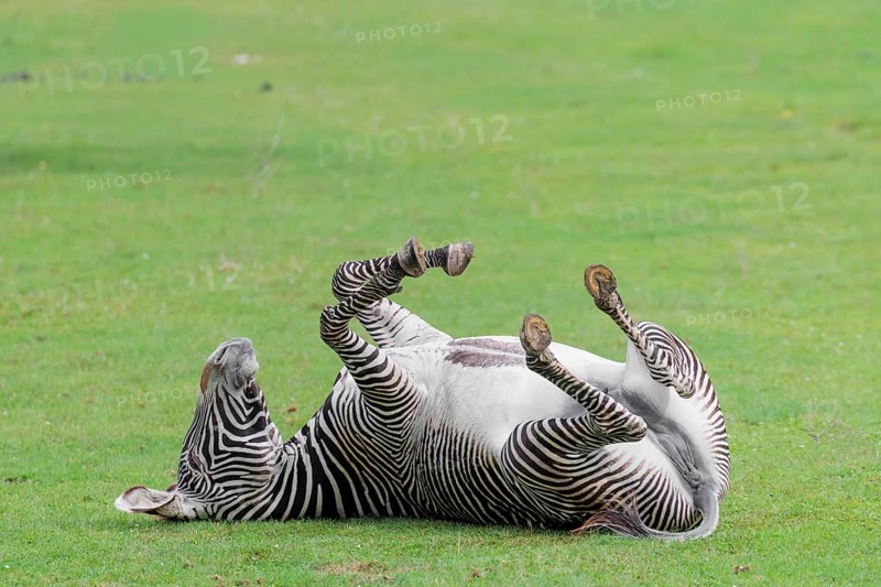A Grévy's zebra (Equus grevyi) rolls around on a green meadow. Botswana