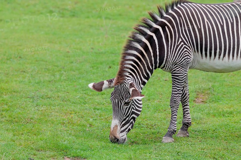A Grévy's zebra (Equus grevyi) grazes in a green meadow. Botswana