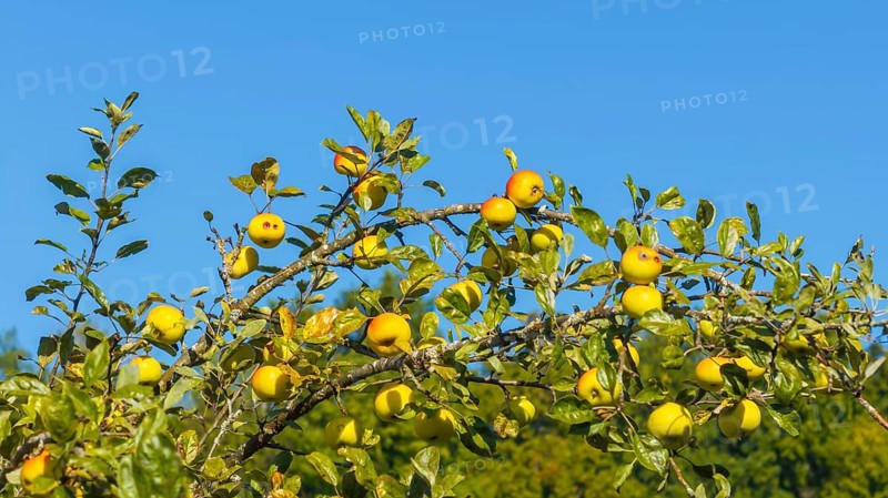Branch with ripe apples. Orchard in autumn near Jesingen. Kirchheim unter Teck, Baden-Württemberg, Germany