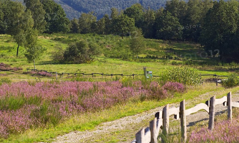 Colourful path along a summer pasture with blooming flowers and an old wooden fence surrounded by trees. Heaths and rough grassland nature reserve near Trupbach, Siegen