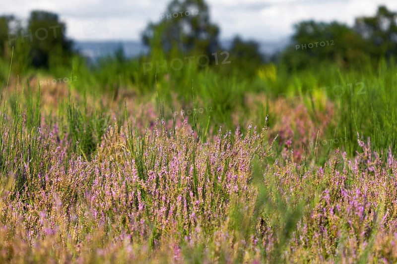 Close-up of purple heather flowers amidst tall grasses and blurred background. NSG heaths and rough grassland near Trupbach, Siegen