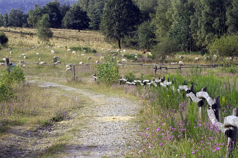 A path along a meadow with grazing sheep (Ovis) and a fence, NSG Heiden und Magerrasen near Trupbach, Siegen