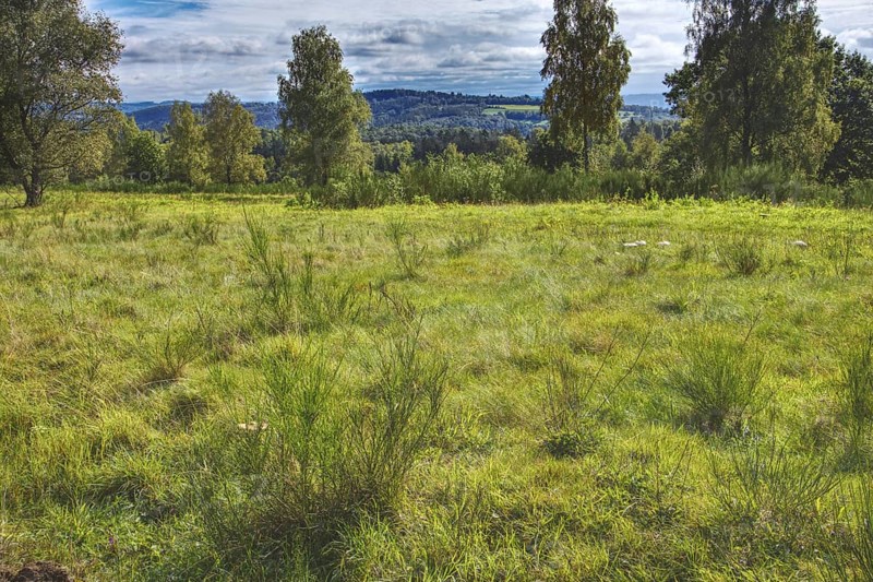 Green meadow with trees and cloudy sky, view of hills in the distance. Heaths and rough grassland nature reserve near Trupbach, Siegen