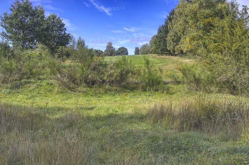 Green meadow with trees under a blue sky, peaceful rural surroundings. Heaths and rough grassland nature reserve near Trupbach, Siegen