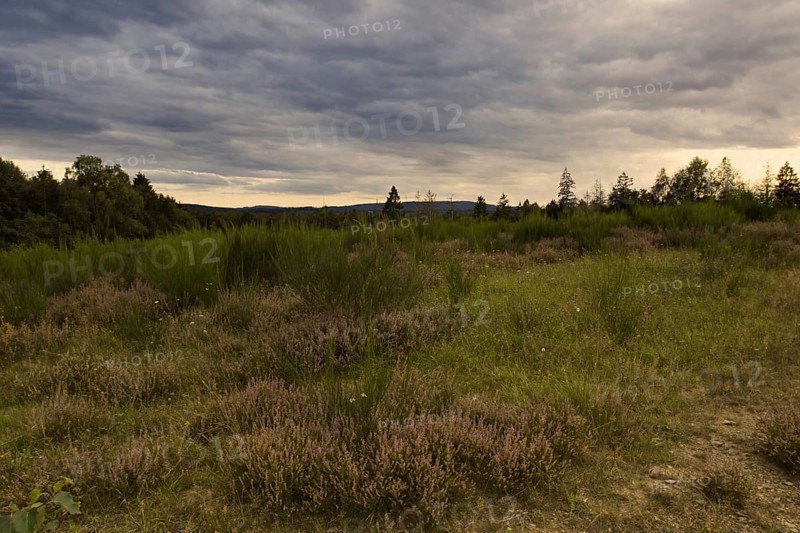 Widespread heathland with a cloudy sky, creating a peaceful atmosphere. Heath and rough grassland nature reserve near Trupbach, Siegen