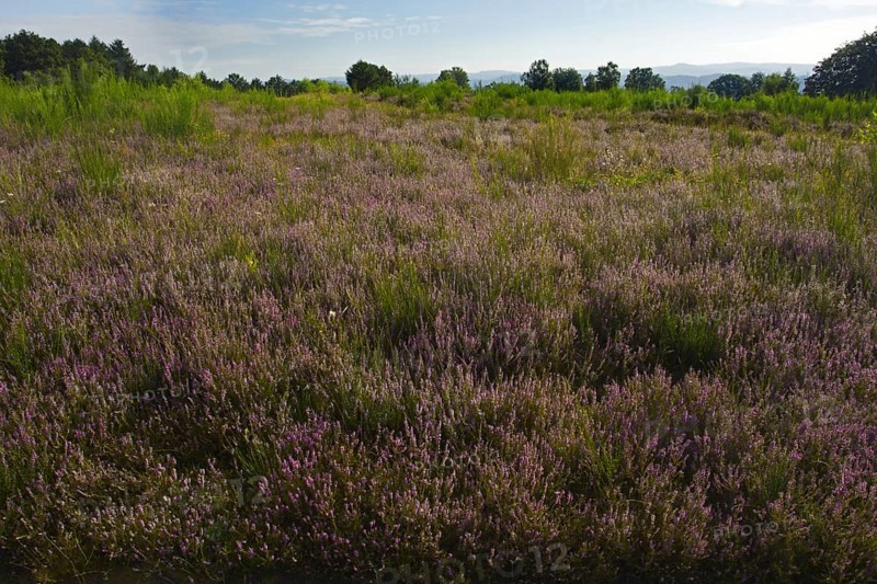 Vast heathland with purple flowers and green grass under a clear sky, heaths and rough grassland nature reserve near Trupbach, Siegen