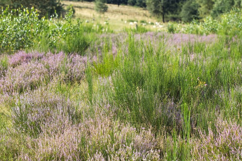 Green and purple heather spreads across a meadow. Heath and rough grassland nature reserve near Trupbach, Siegen