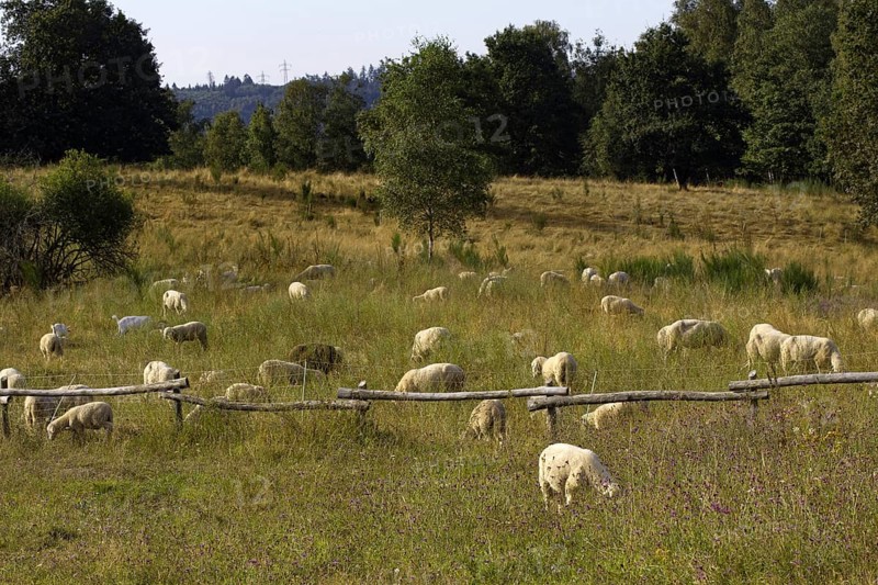 Several sheep (Ovis) graze peacefully on a large meadow with trees. Heaths and rough grassland nature reserve near Trupbach, Siegen