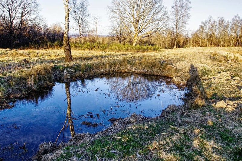 Small pond with water reflection in a meadow landscape with trees. NSG heaths and rough grassland near Trupbach, Siegen