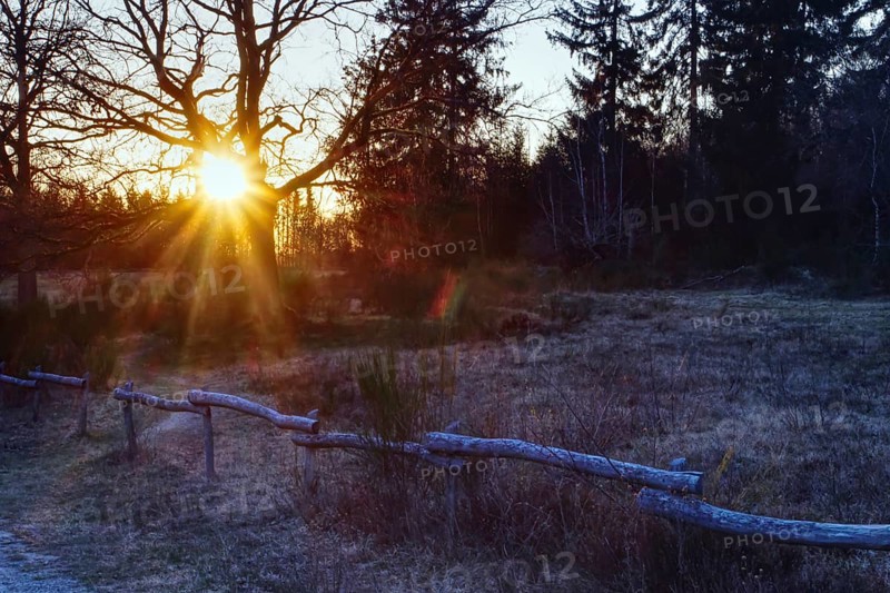 Rays of sunlight behind tree trunks in the forest create a peaceful atmosphere. Heaths and rough grassland nature reserve near Trupbach, Siegen