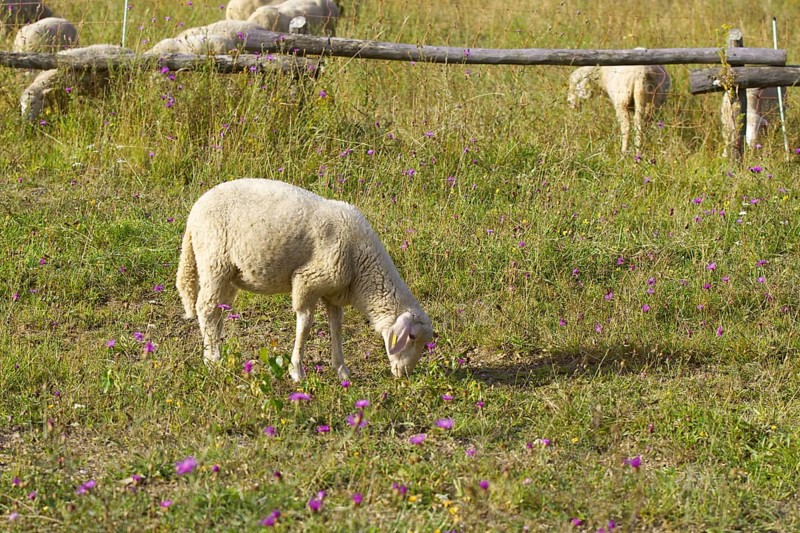 A single sheep (Ovis) eats grass on a colourful meadow with flowers. Heaths and rough grassland nature reserve near Trupbach, Siegen