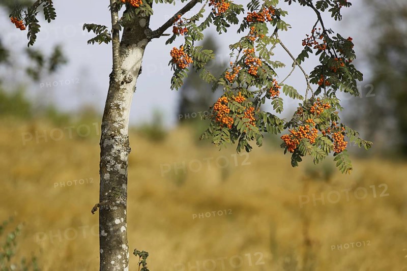 A branch with rowan berries hangs from a tree in front of a golden meadow. Heaths and rough grassland nature reserve near Trupbach, Siegen