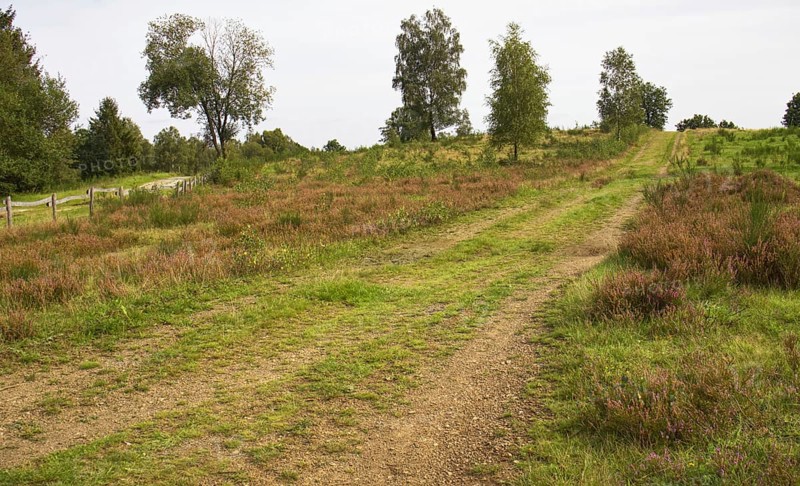 A dusty path winds its way through a heath with brown flowers and scattered trees. Heath and rough grassland nature reserve near Trupbach, Siegen