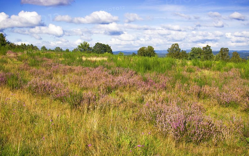 Extensive heathland with purple flowers under a blue sky and surrounding trees. Heath and rough grassland nature reserve near Trupbach, Siegen