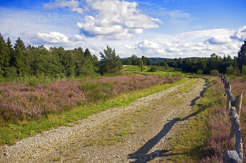 A dirt track leads through a purple flowering heath landscape with trees and a blue sky. Heath and rough grassland nature reserve near Trupbach, Siegen