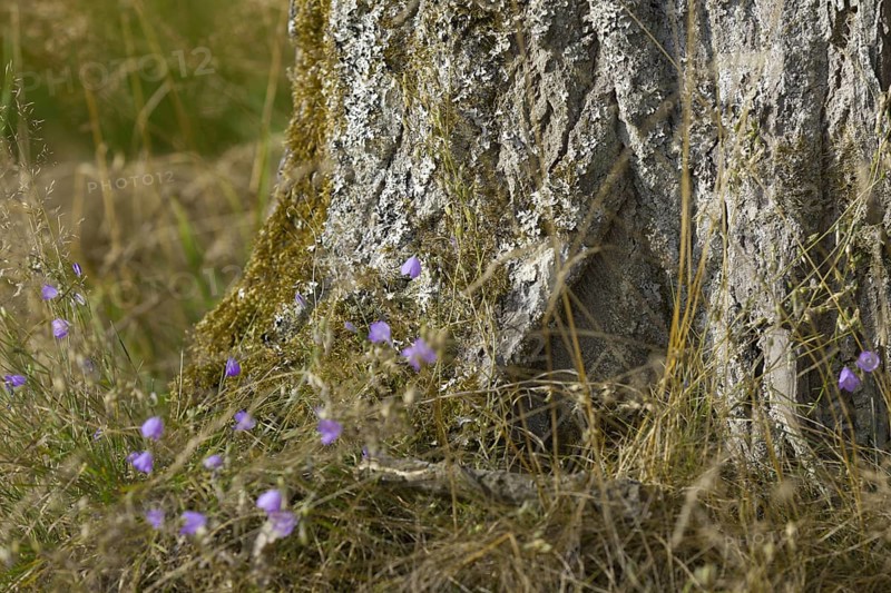 Close-up of the tree trunk with purple flowers and grass in the foreground. NSG heaths and rough grassland near Trupbach, Siegen