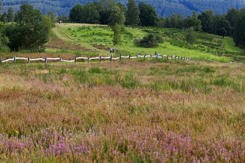 Green hills and meadows with purple heather flowers, along a fenced landscape. Heaths and rough grassland nature reserve near Trupbach, Siegen